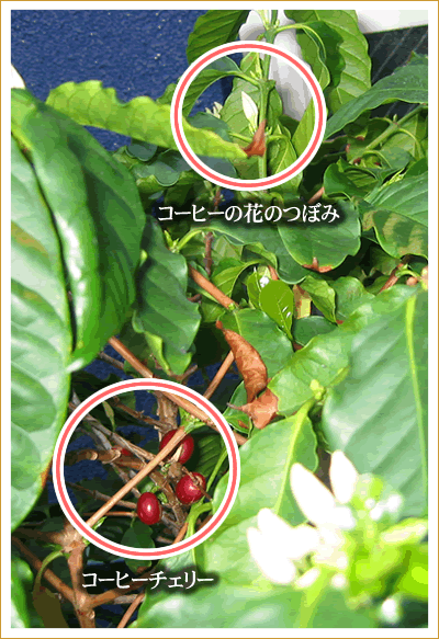 コーヒーの花とコーヒーチェリー
